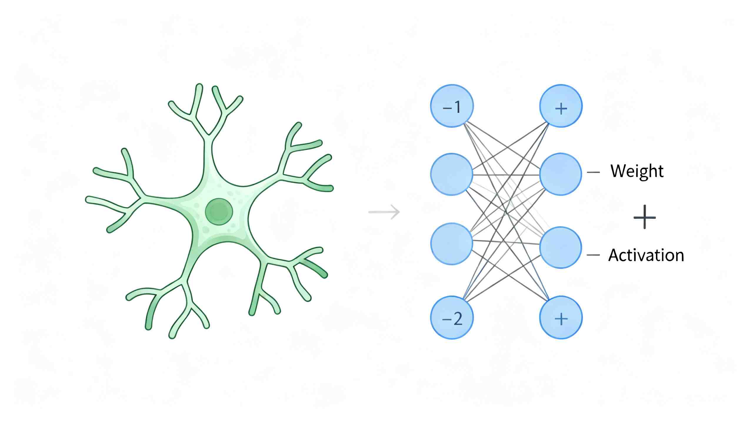 人工神经网络与生物神经网络结构对比图